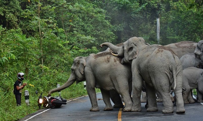 Tayland’da filleri rahatsız ettiği için onlardan özür dileyen adam